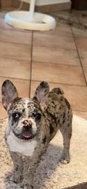 Bulldog francese TOY 