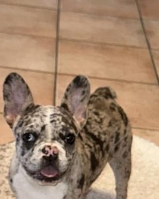Bulldog francese TOY 