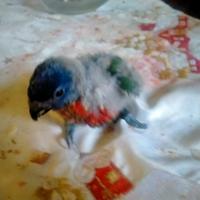 Lori Arcobaleno Trichoglossus