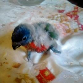 Lori Arcobaleno Trichoglossus