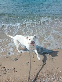 Dogo argentino