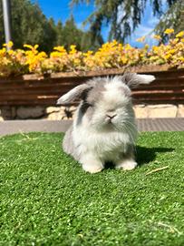 Coniglio nano Minilop