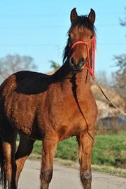 Cavalla puledra italiana pronta doma