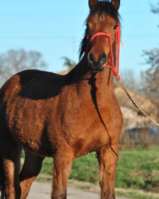 Cavalla puledra italiana pronta doma