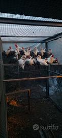 Galline Braekel, australorp, Phoenix