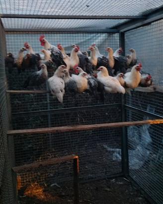 Galline Braekel, australorp, Phoenix