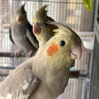 Calopsiti allevate a mano