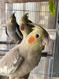 Calopsiti allevate a mano