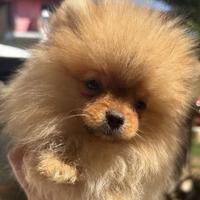 Cuccioli Pomerania