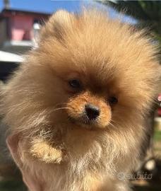 Cuccioli Pomerania