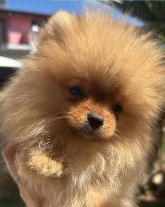 Cuccioli Pomerania