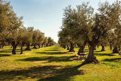Oliveto con 530 olivi su 1,8 ettari ,NO Xylella