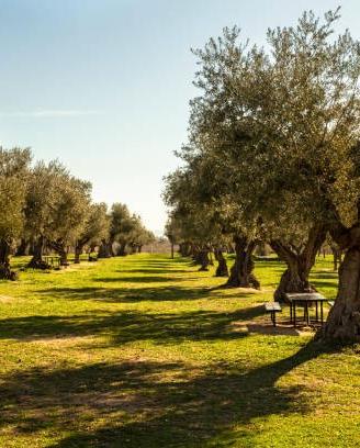 Oliveto con 530 olivi su 1,8 ettari ,NO Xylella