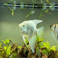 Scalare Albino XXL