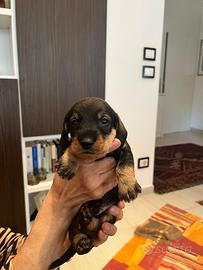 Cucciolo basotto nano pelo duro pedigree