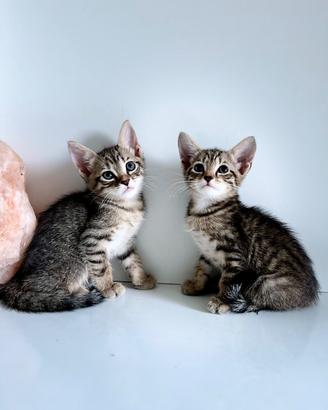 Cuccioli incrocio Angora Turco