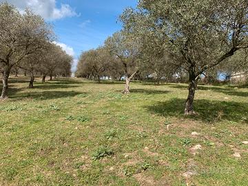 Uliveto produttivo Ittiri