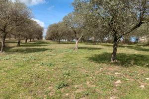 Uliveto produttivo Ittiri