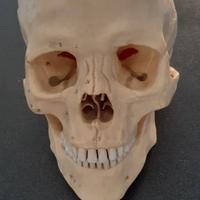 Teschio resina Studi Anatomia Universitaria