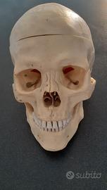 Teschio resina Studi Anatomia Universitaria