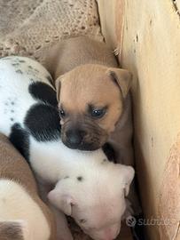 Pitbull