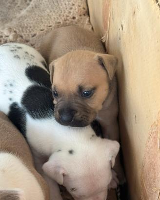 Pitbull