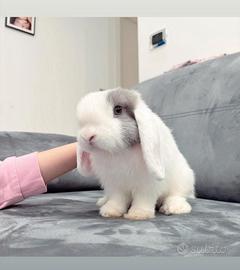 Cuccioli di coniglio miniloop