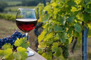 vino rosso sfuso di Badesi- cannonau 