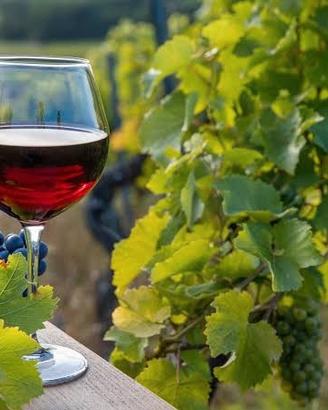 vino rosso sfuso di Badesi- cannonau 