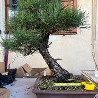 Bonsai di Pino THUNBERGII
