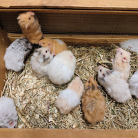 Criceti dorati \ europei