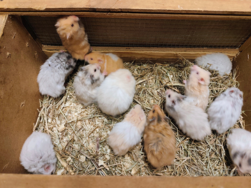 Criceti dorati \ europei