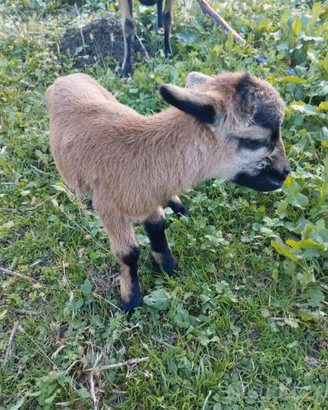 Pecore nane del Camerun non vanno tosa