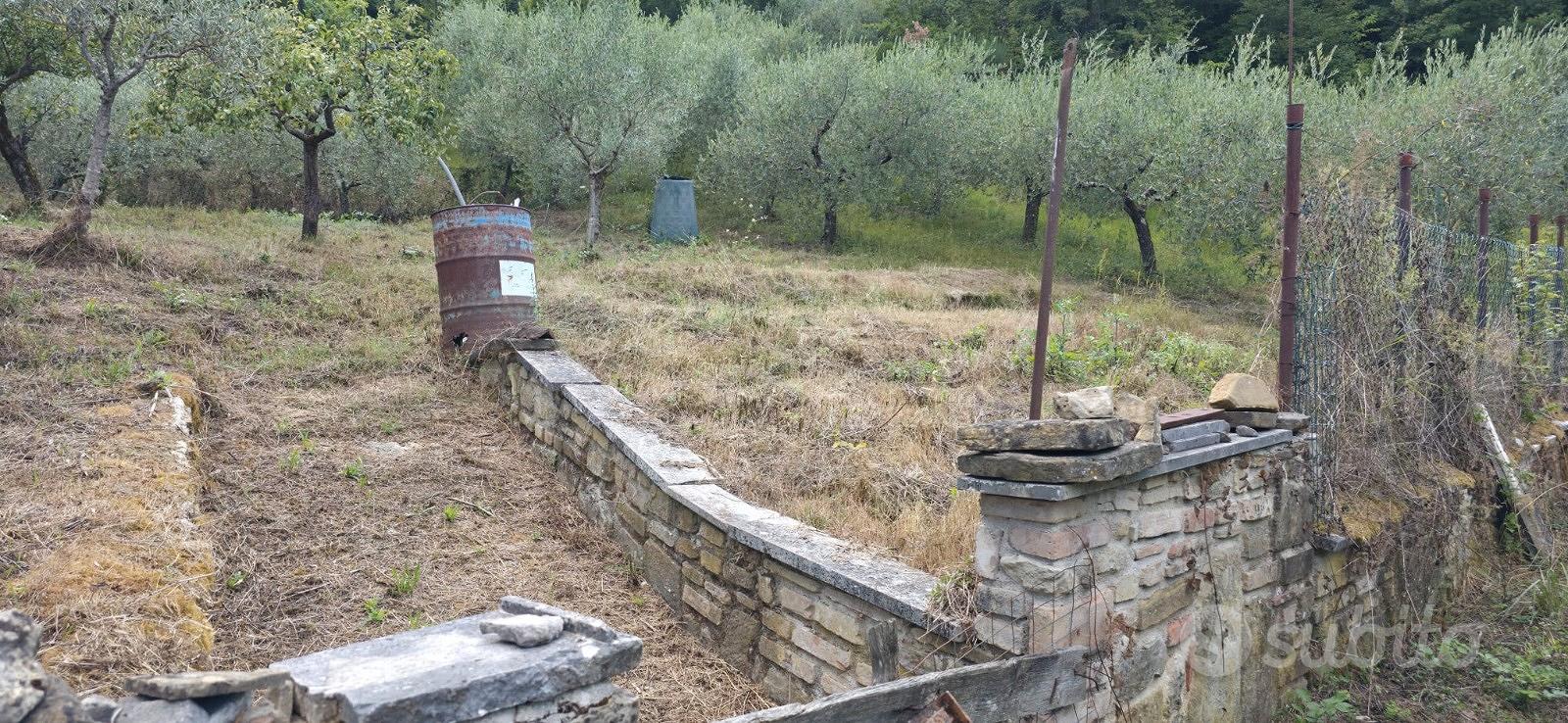 Terreno con uliveto - Vista 2