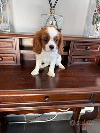 Cavalier King