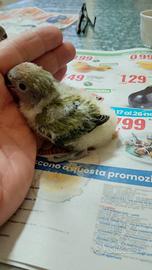 Inseparabili per Sempre