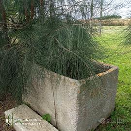 antica vasca in pietra