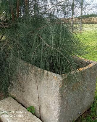 antica vasca in pietra