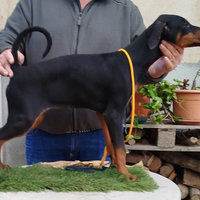 Cuccioli di dobermann