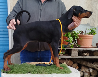 Cuccioli di dobermann