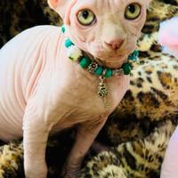 Sphynx canadian cuccioli disponibili
