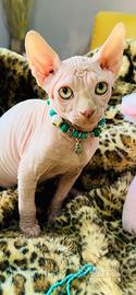 Sphynx canadian cuccioli disponibili