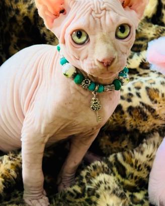 Sphynx canadian cuccioli disponibili