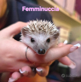 Tenerissimi ricci africani