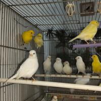 Canarini gialli fife Fancy e normali