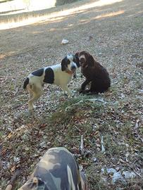 Cani da tartufo leggere bene annuncio
