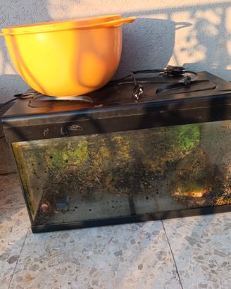Acquario 60 lt