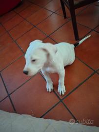 Cucciola amstaff