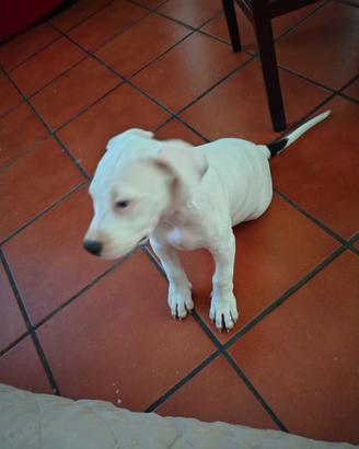 Cucciola amstaff