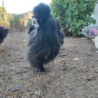 Pulcinotti di moroseta